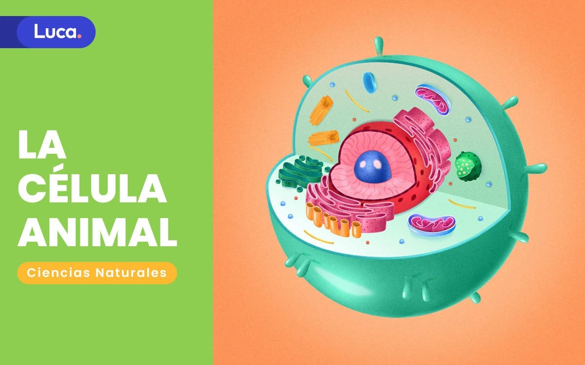 la célula animal