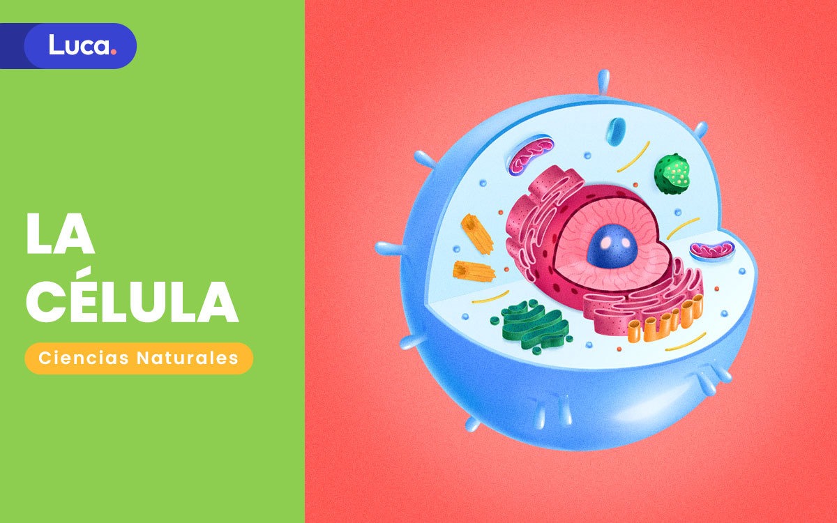 la célula