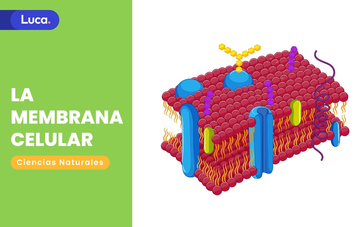 la membrana celular