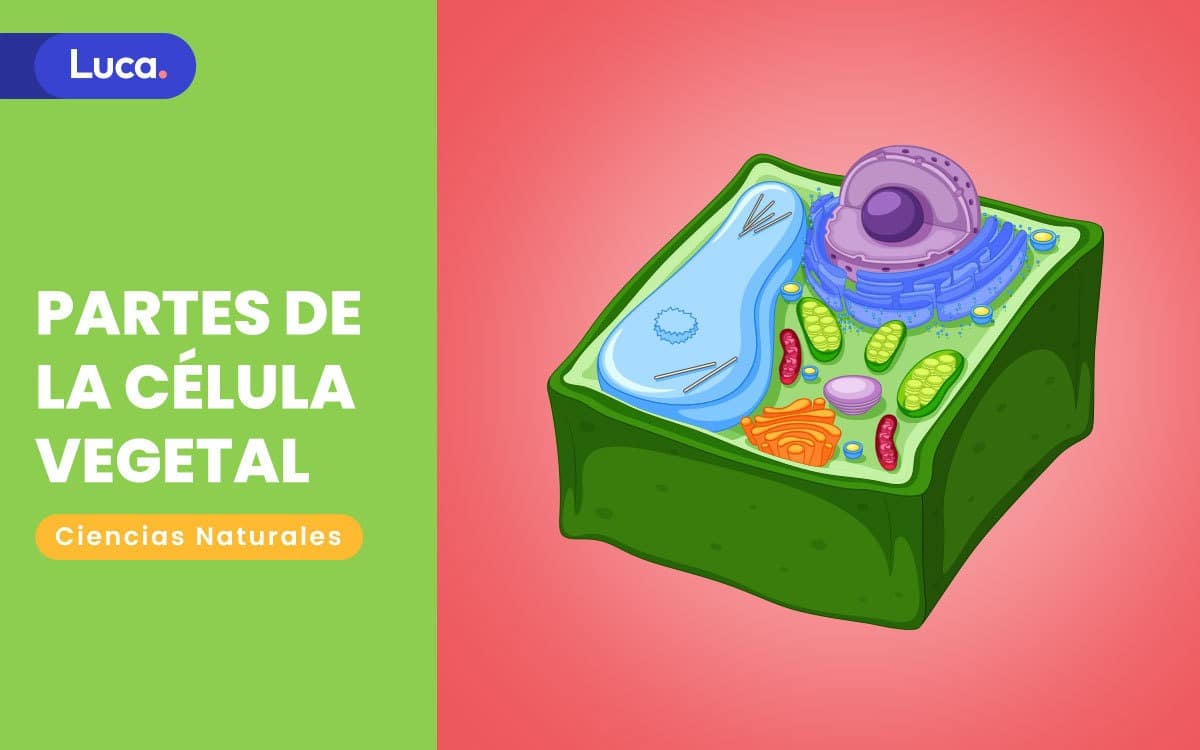 partes de la célula vegetal